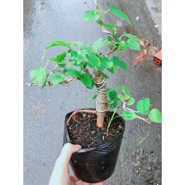 Dâu Tầm Bonsai