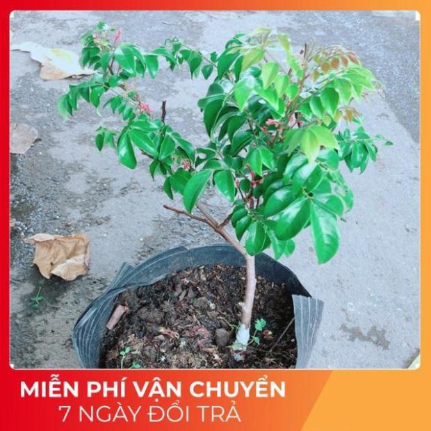 Cây Khế Cho Sai Trái