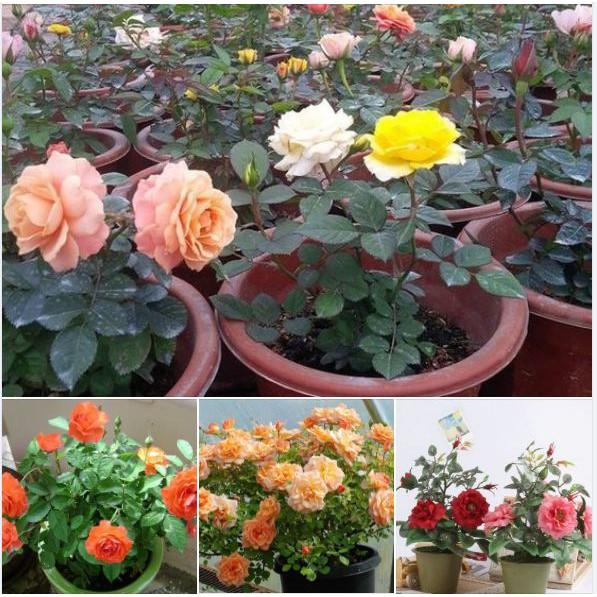 Hạt giống hoa hồng tỉ muội nhiều màu -1 gói 20 hạt