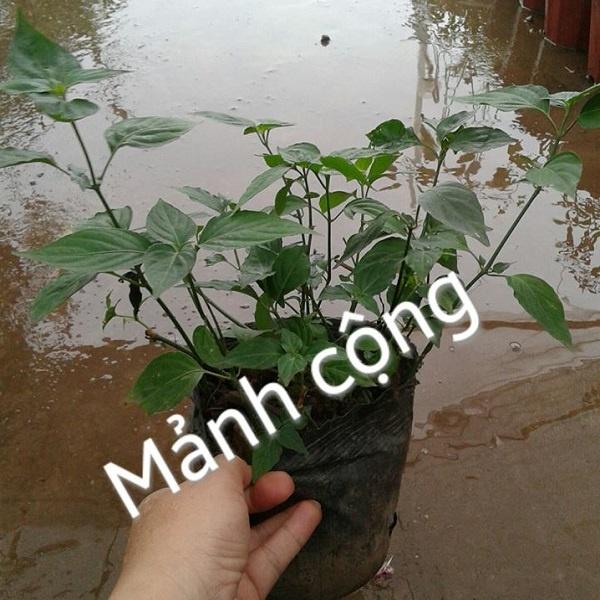 Bầu cây giống rau mảnh cộng - bầu giống nhỏ