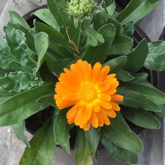 Hạt Giống Hoa Cúc Susi Vàng Cam CT418 - Gói 50 hạt-dmk