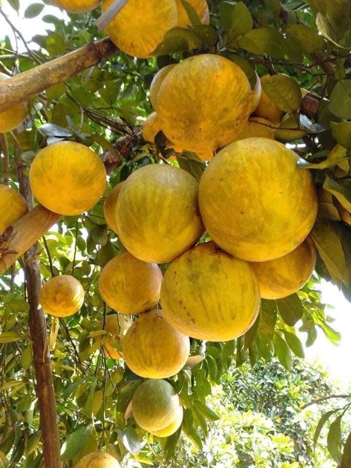 Cây BƯỞI ĐỎ TÂN LẠC chuẩn giống cam kết chất lượng