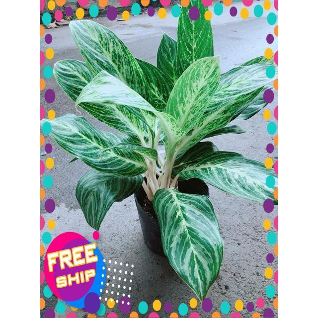 Cây Huy Hoàng Size Lớn