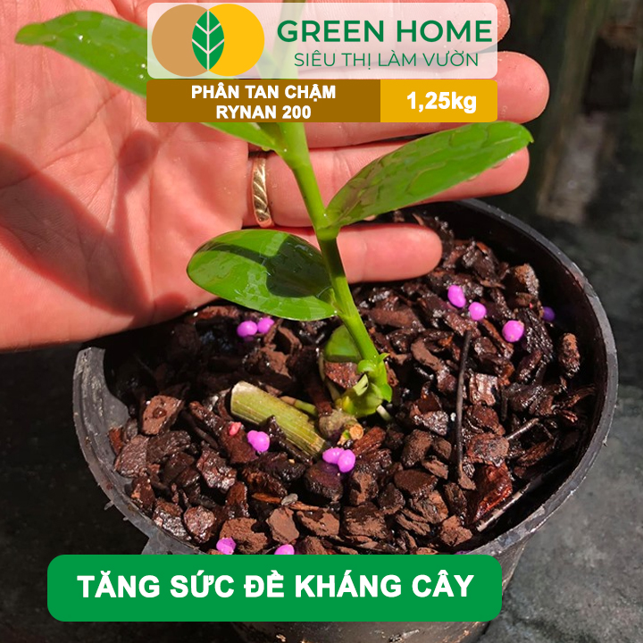 Phân Tan Chậm GreenHome, Rynan 200, Hũ 1,25kg, Dành Cho Phong Lan Con, Bonsai Kích Chồi, Dưỡng Chất