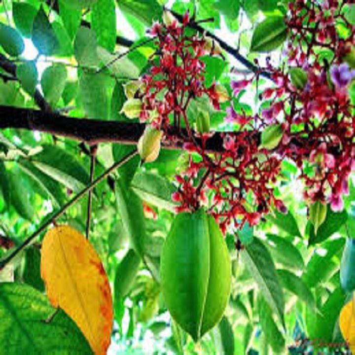 CÂY GIỐNG CÂY KHẾ CHUA