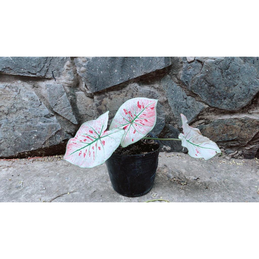 Cây Môn Trắng Kiểng