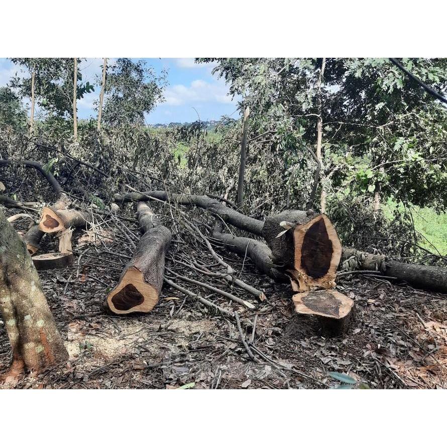 CÂY GIỐNG MUỒNG ĐEN.