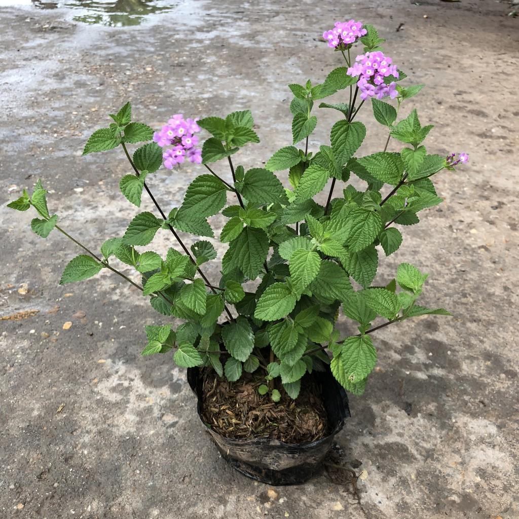 Cây hoa ngũ sắc tím rủ, chiều cao 20cm tán suê tròn sức sống khỏe phát triển nhanh thích hợp trang trí ban công