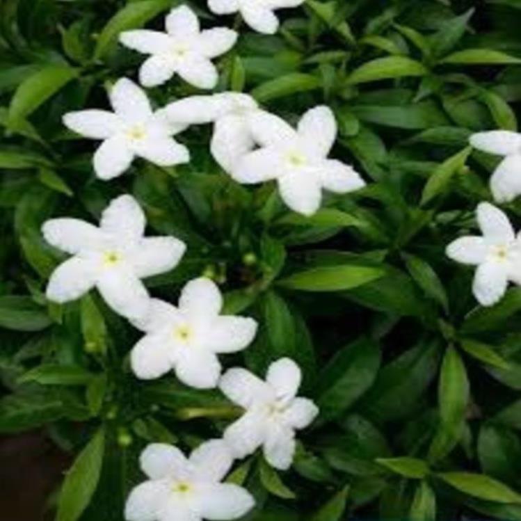 CÂY GIỐNG MAI VẠN PHÚC