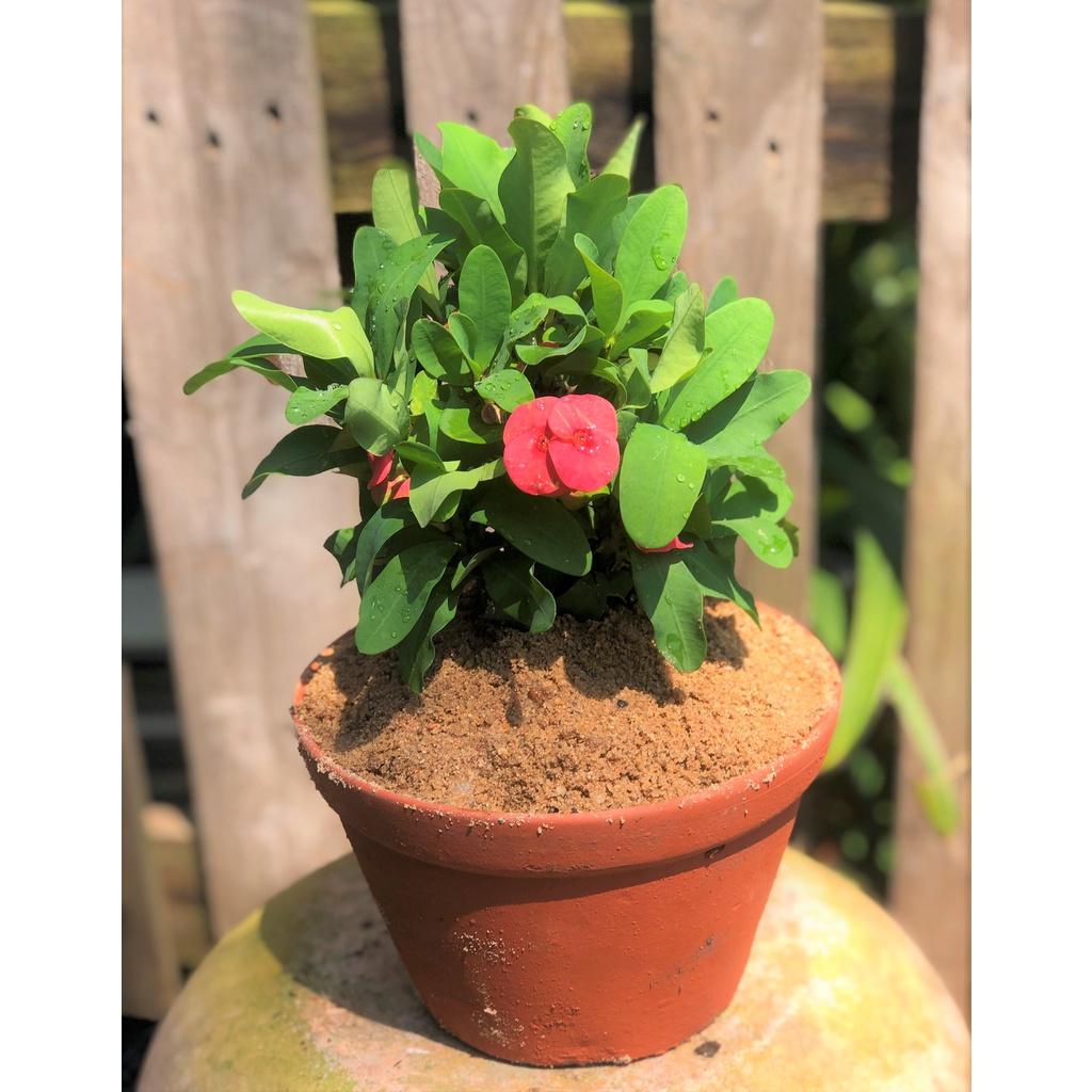 Chậu đất nung cây xương rồng Bát Tiên hoa màu hồng