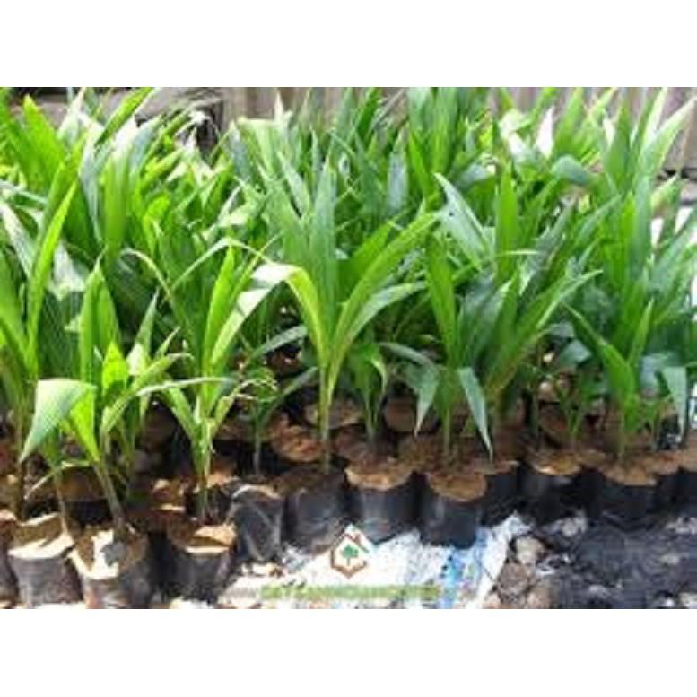 Cây giống DỪA XIÊN LÙN ĐỎ siêu quả - cây giống chuẩn F1