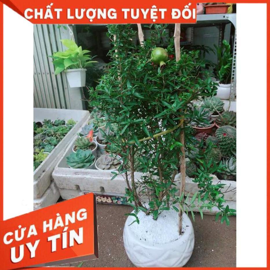 Chậu cây lựu Nhiều Người Mua