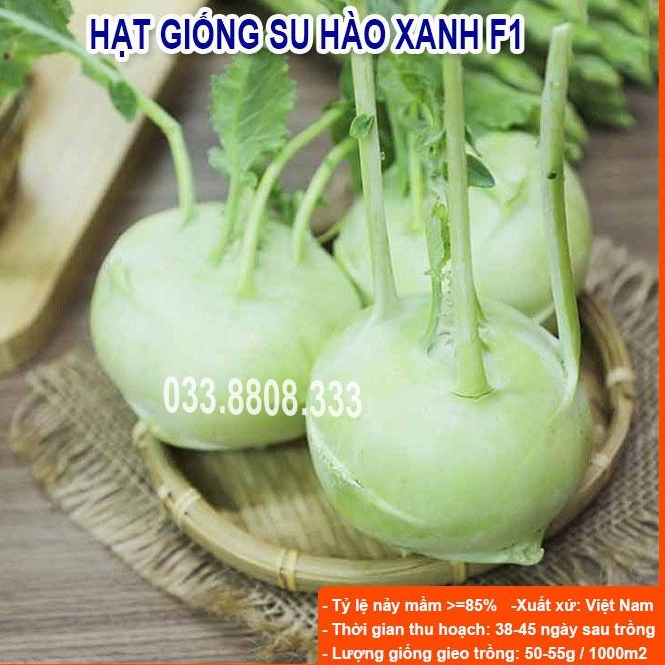 HẠT GIỐNG SU HÀO XANH 5gram - CỦ TO ĐẸP