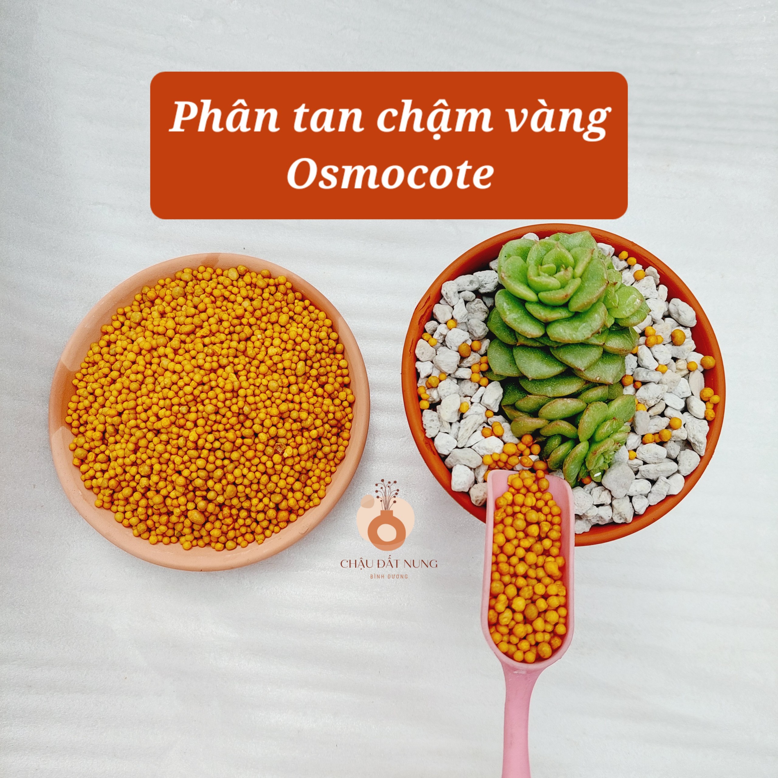 Phân tan chậm VÀNG nhập khẩu CAO CẤP OSMOCOTE - được ưu chuộng nhất cho sen đá