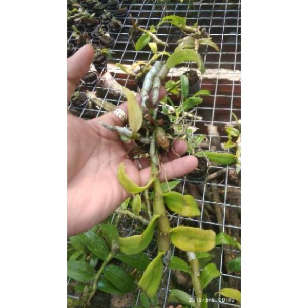 Sản Phẩm Hoa Lan Trầm Tím lai Giả Hạc