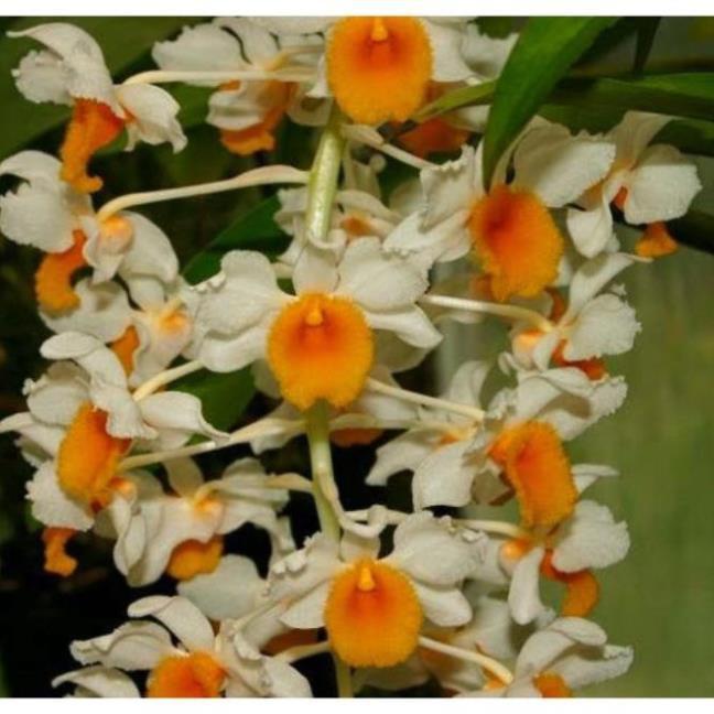 1 chậu hoa lan KIỀU CAM hàng rừng TÂY BẮC thuần chậu siêu to, hoa siêu đẹp