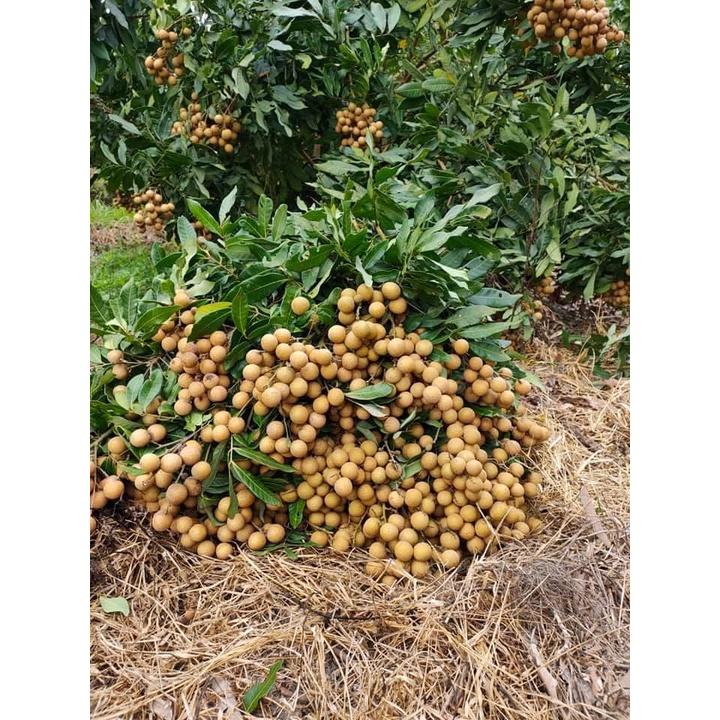 Cây giống nhãn thái ido miền nam