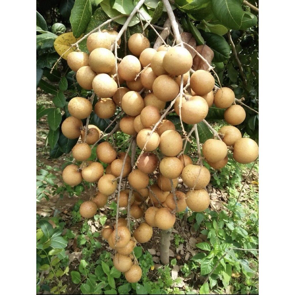 Cây giống Thanh Nhãn Siêu trái.