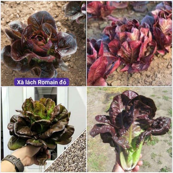 Hạt giống rau xà lách romaine đỏ dể trồng f1-gói 0,2gram-tặng kèm gói phân bón lót