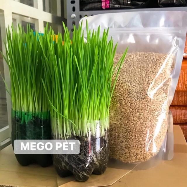 Hạt Giống Mầm Lúa Mạch KNS3416 - Gói 100 gram