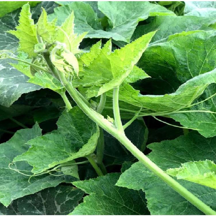 Hạt giống bí ăn ngọn,siêu ngọn-gói 5 gram-tặng kèm gói phân bón lót