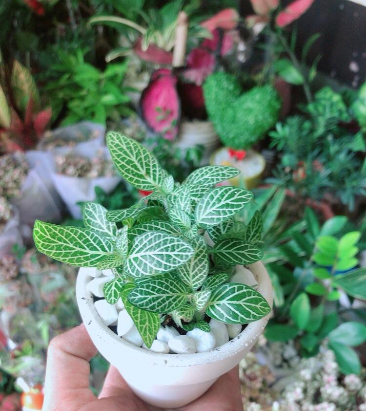 Chậu Cây Cẩm Nhung Xanh Lá