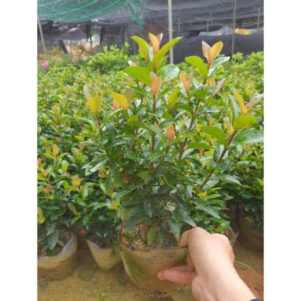 Mẫu đơn cây sắp hoa
