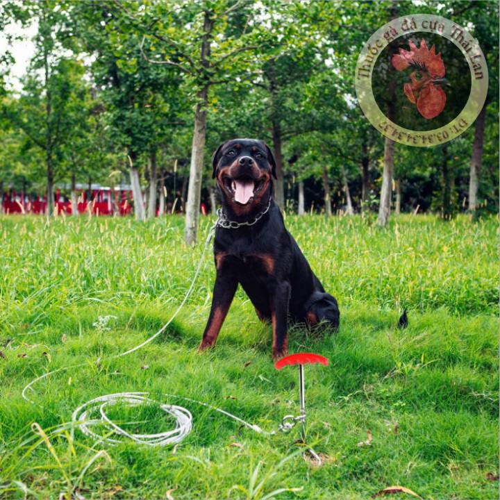Dây xích chó ( dây cáp + cọc ) chất liệu cáp , inox (dây dài 3 mét) dành cho những dòng chó lớn