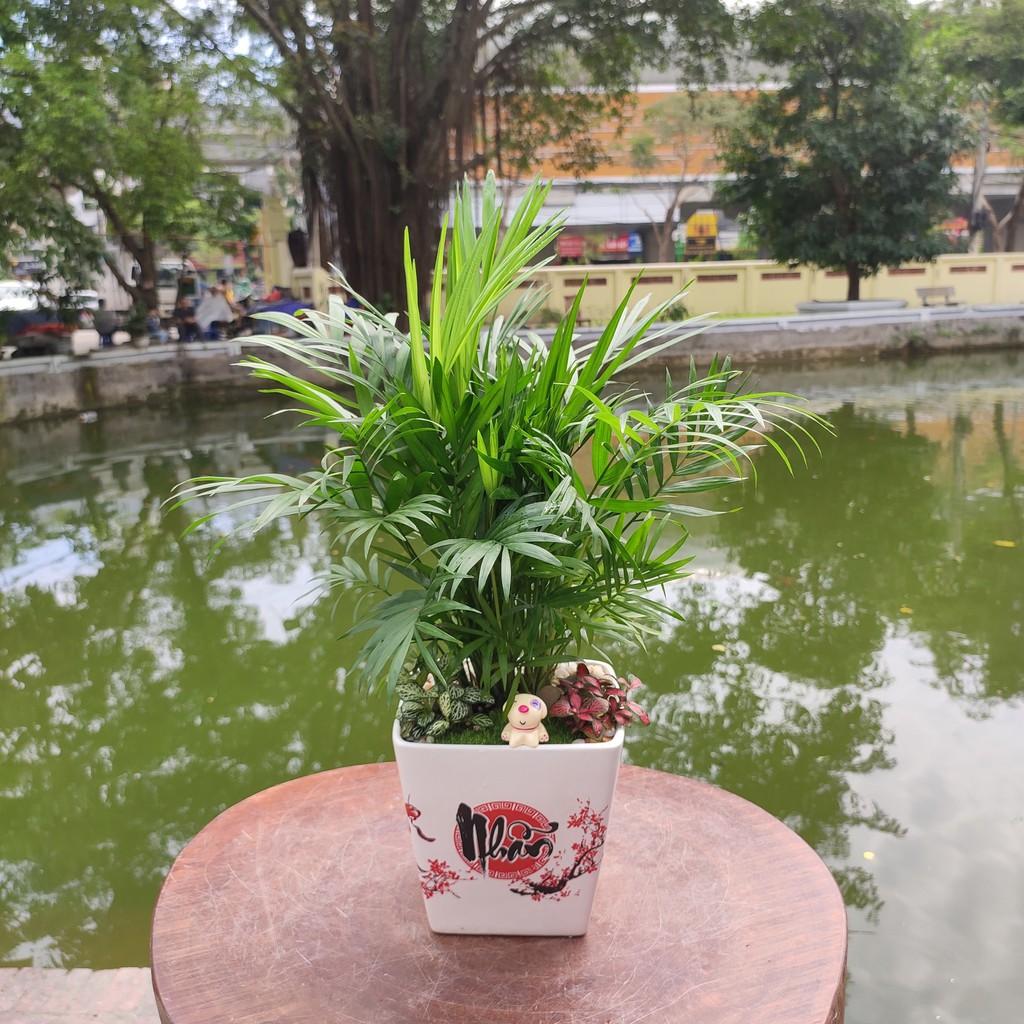Cây cau tiểu trâm trồng chậu sứ đẹp, phối tiểu cảnh sinh động đẹp mắt, chụp ảnh cây trước khi gửi khách
