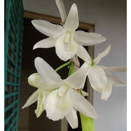LAN PHI ĐIỆP TRẮNG HOA CỰC ĐẸP, CỰC HIẾM