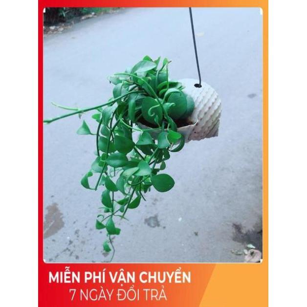 Đô La Dây Vỏ Ốc