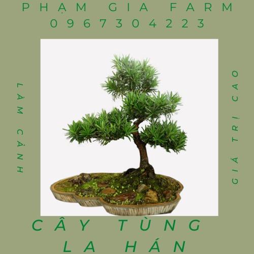 Cây tùng la hán chuẩn giống  giá trị cao( giao ảnh cuối ạ)