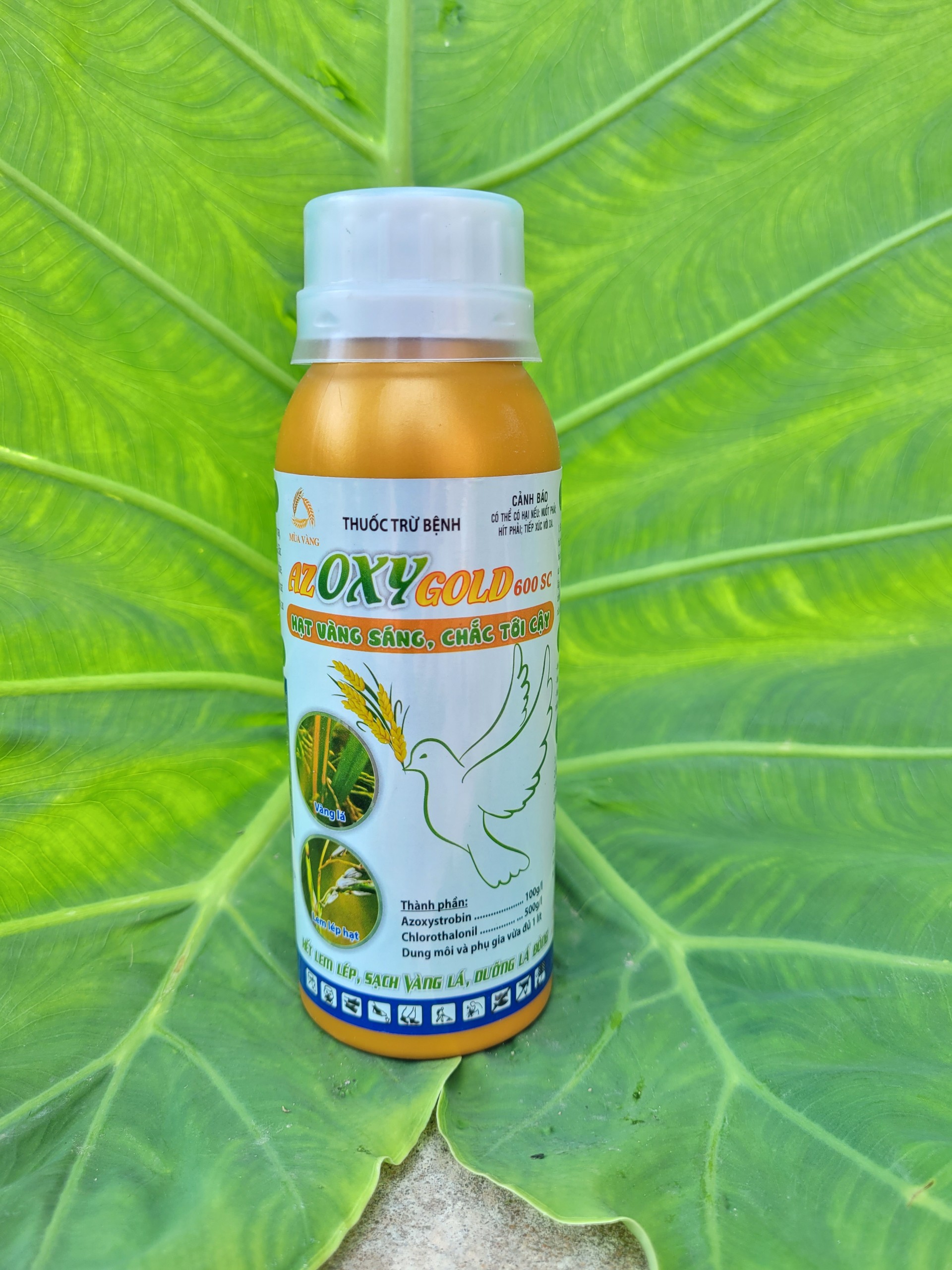 Phòng trừ lem lép hạt lúa, thán thư xoài, thanh long AZOXY GOLD 600SC chai 250ml