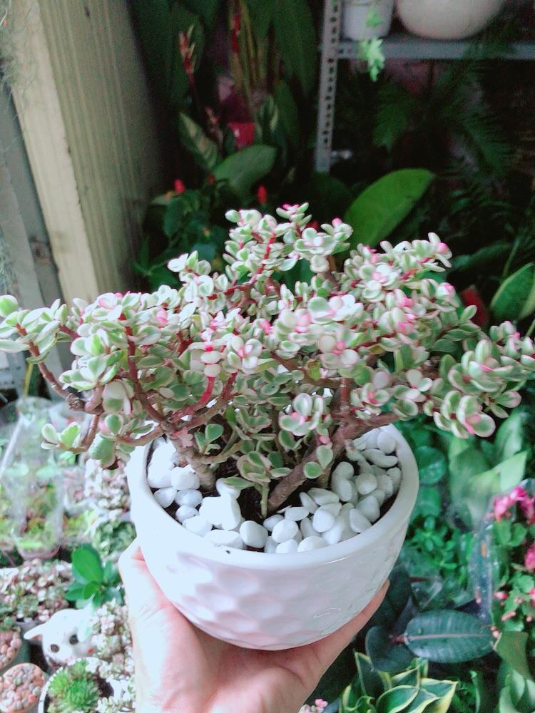 Chậu Cây Cành Vàng Lá Ngọc