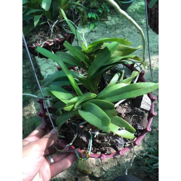 Hoa lan Giáng hương quế nâu