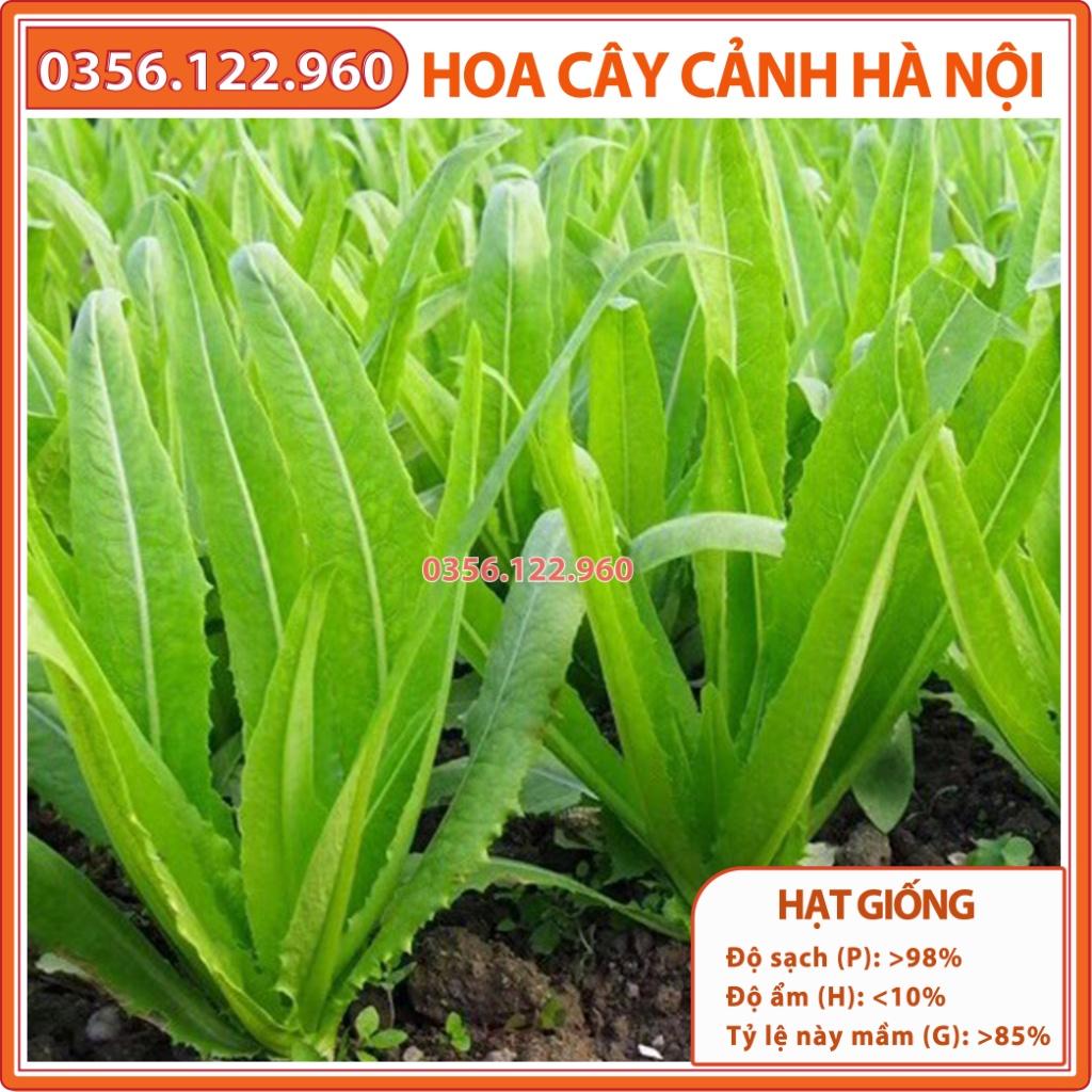 Hạt giống rau diếp thơm F1 chất lượng tốt, năng suất cao - Gói 5g - Shop hoa cây cảnh Hà Nội