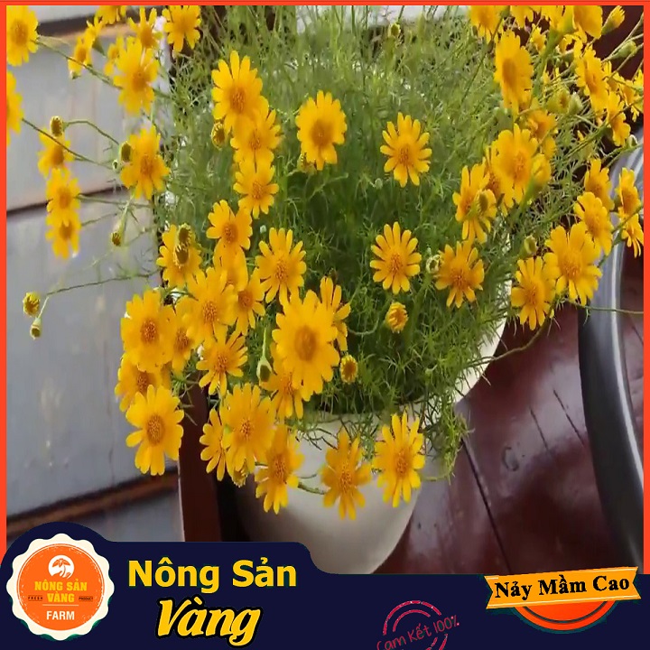 Hạt giống Hoa Cúc Sao Băng Vàng ( Gói 0,03 gram ) - Nông Sản Vàng