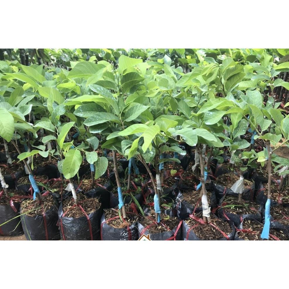 CÂY Giống Na SỪNG Nam Mỹ CAM KẾT GIỐNG CHUẨN F1 + Tặng 01 cây dâu da đất