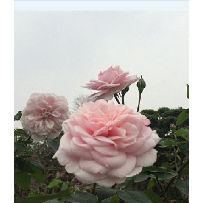 Hạt giống hoa hồng vân khôi dể trồng f1-1 gói 20 hạt-tặng kèm gói kích mầm