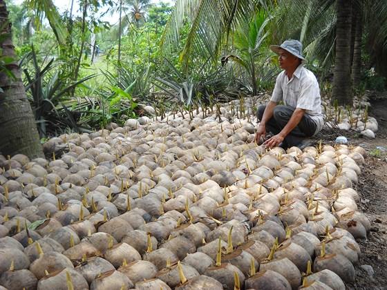 Cây Giống Dừa Ma Lai Vàng_ Dừa Siêu trái siêu nước_Có trái sau 2.5 năm trồng