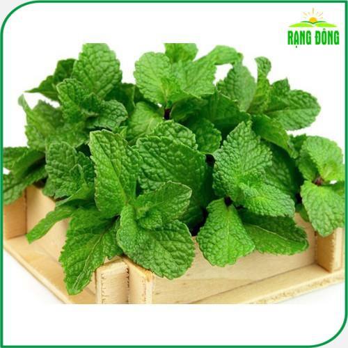 Hạt giống Húng Lủi Trồng Quanh Năm, Cây Cho Thu Hoạch Nhiều Lần - Hạt Giống Rạng Đông