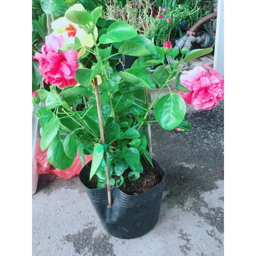 02 Cây Giống Hoa Bụt Hồng 60cm 981SP