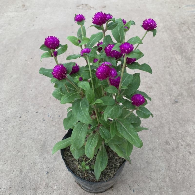 Cây cúc bách nhật cao 15cm, cây hoa cảnh nở rực rỡ trồng trang trí sân vườn, ven đường và công viên