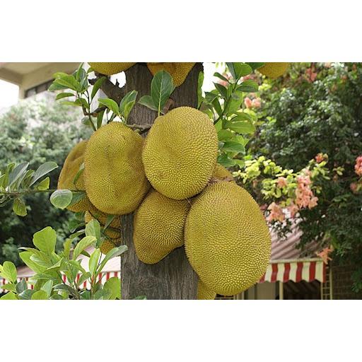 Cây mít tứ quý