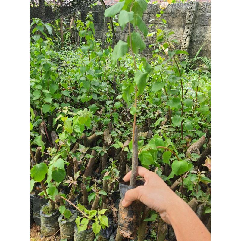 Cây giống hoa giấy nhiều màu