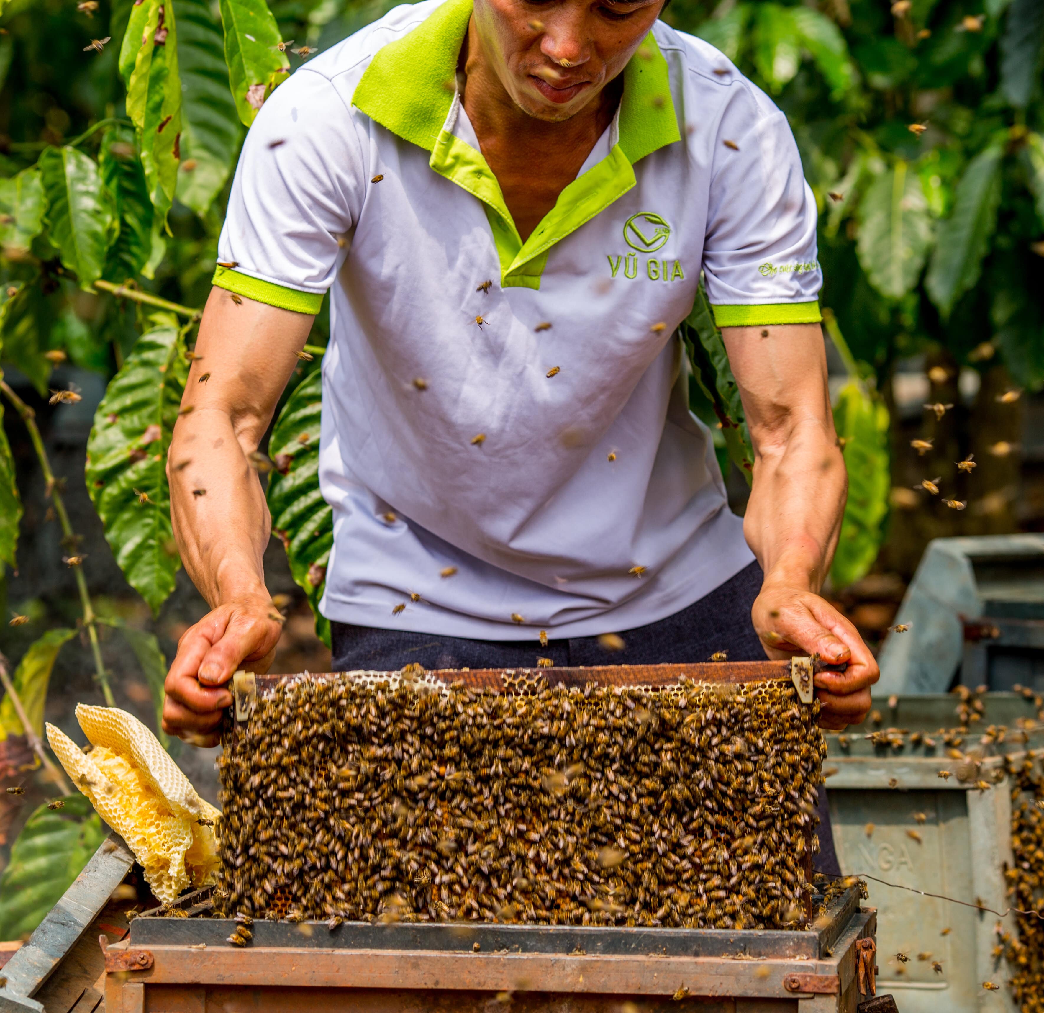 Mật Ong Hoa Nhãn Nguyên Chất Vũ Gia