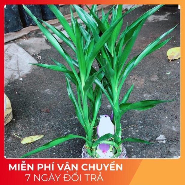 Chậu Cây Phát Tài