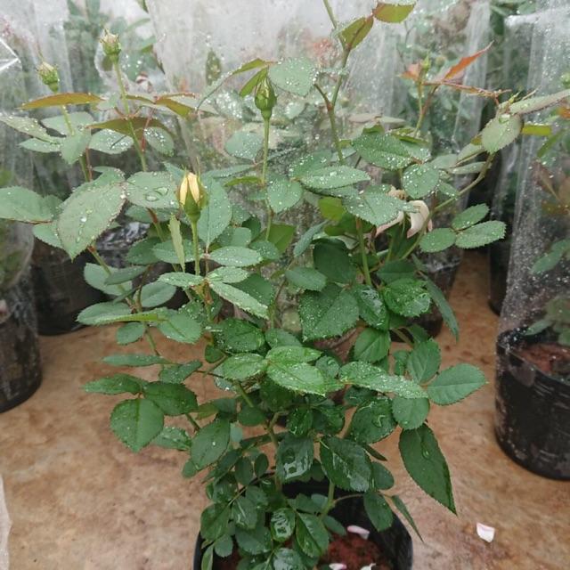 Hoa hồng ngoại hoa to đủ màu siêu bền