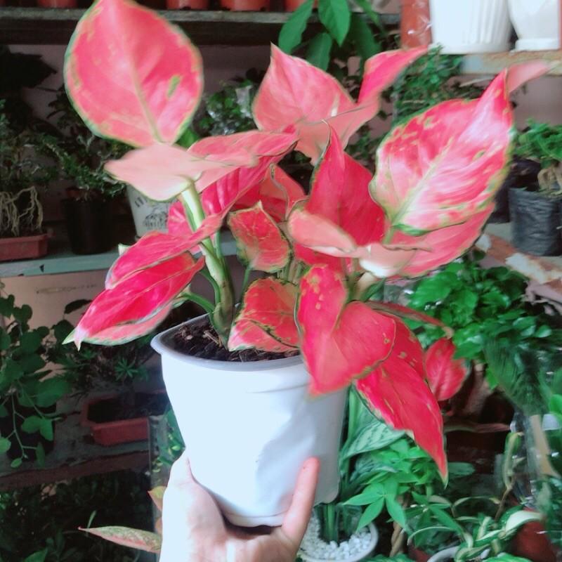 Vạn Lộc Hồng