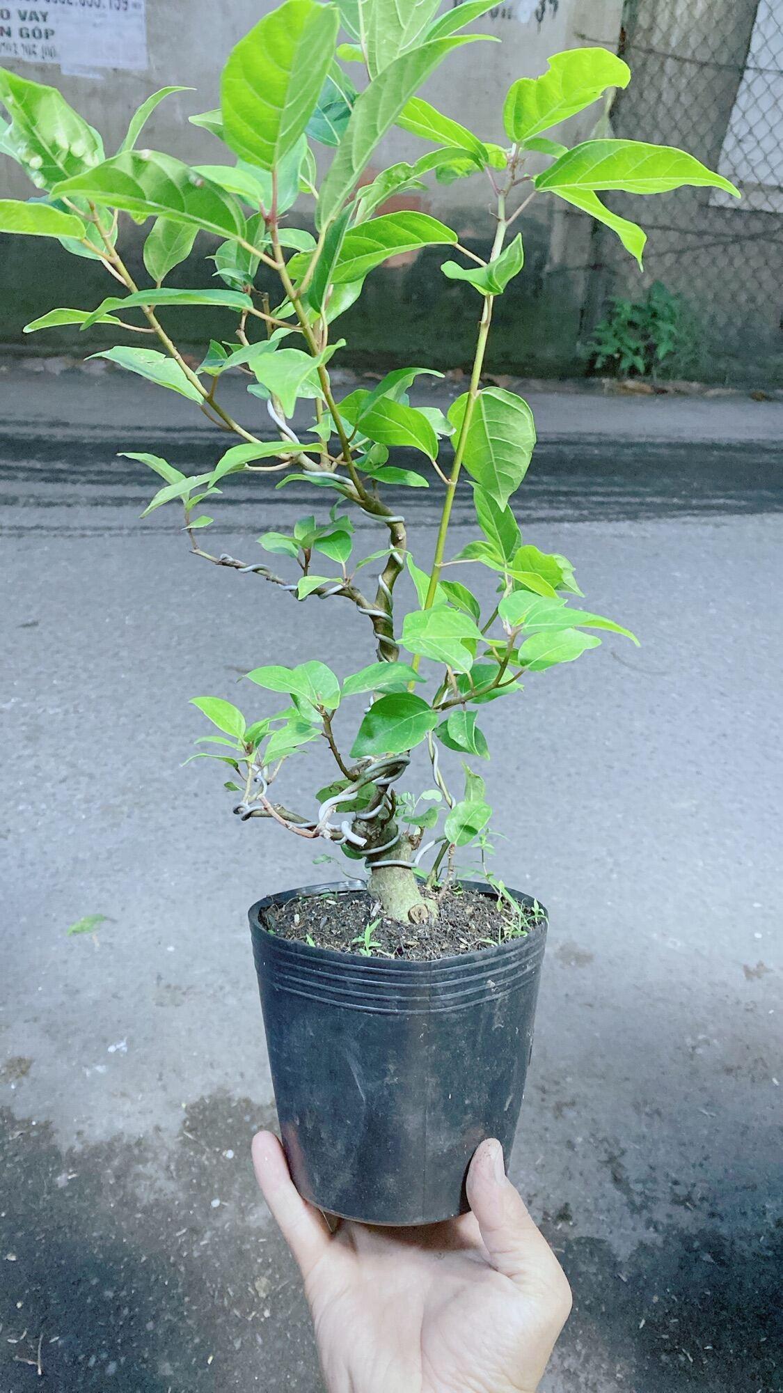 Cây Sung Bonsai cho sai trái
